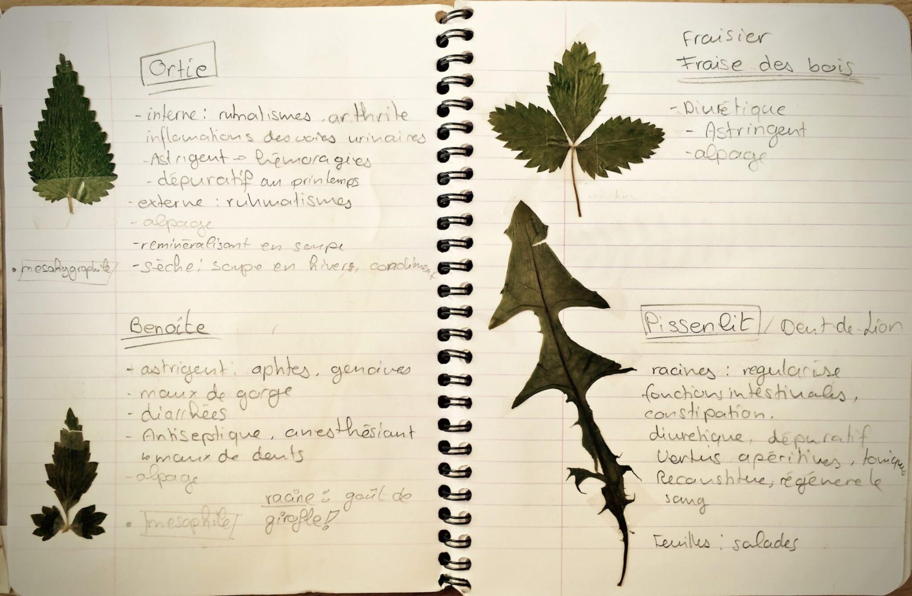 Conseils n°9: faites un herbier de plantes sauvages comestibles! Cueilleurs Sauvages