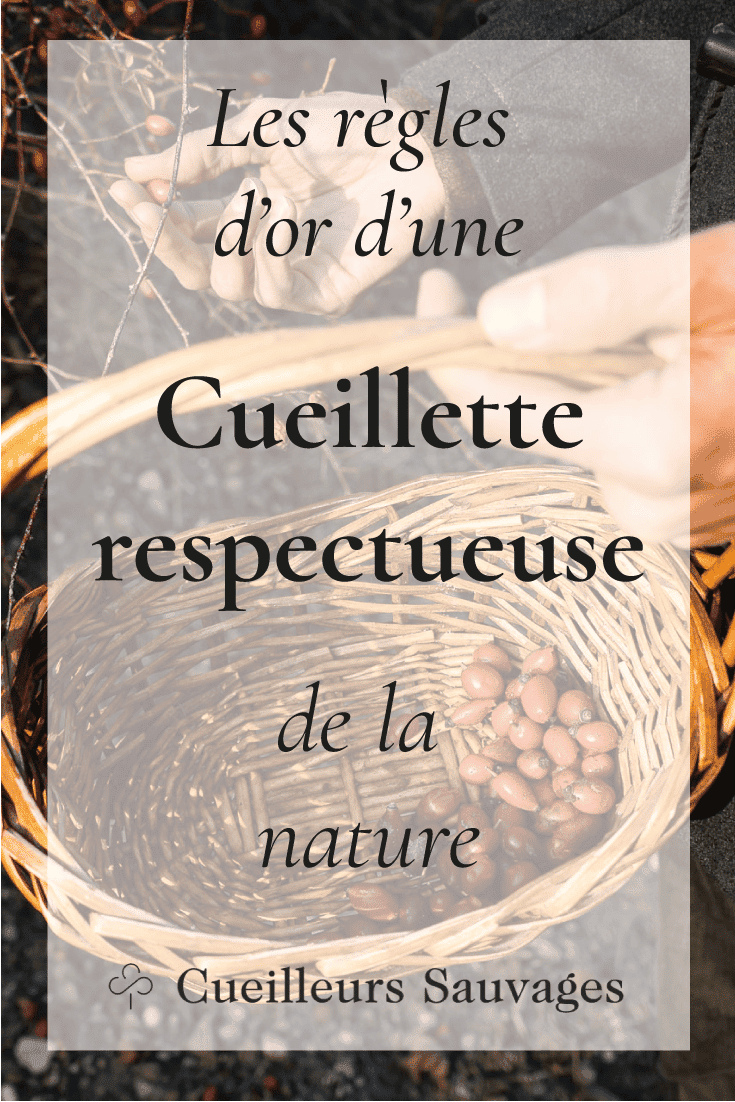 Les règles d'or d'une cueillette respectueuse de l'environnement. Cueilleurs Sauvages.