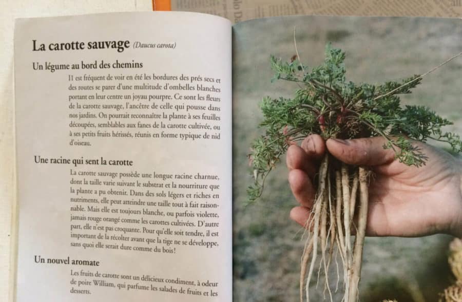 Les meilleurs livres pour débuter dans la cueillettes des plantes sauvages comestibles