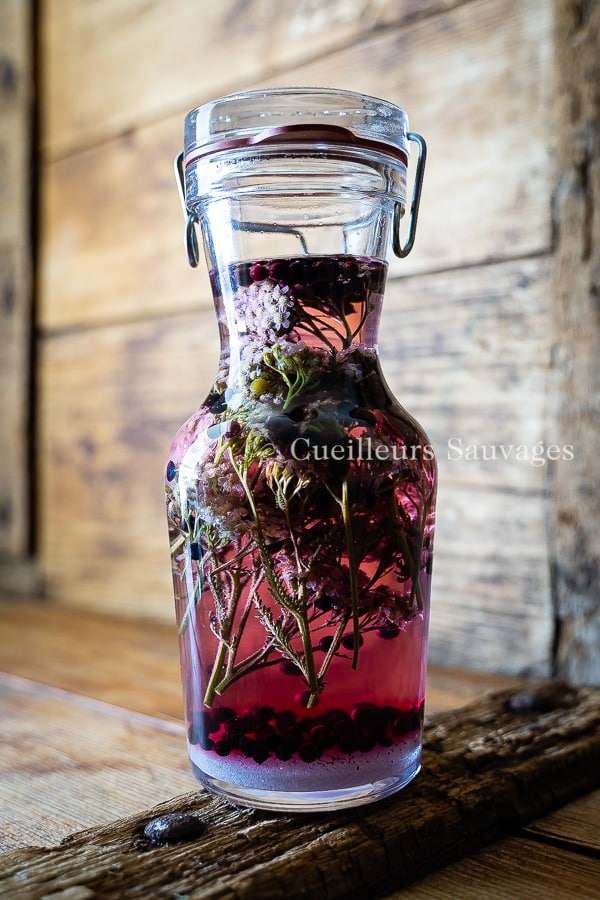 Limonade sauvage. Cueilleurs Sauvages