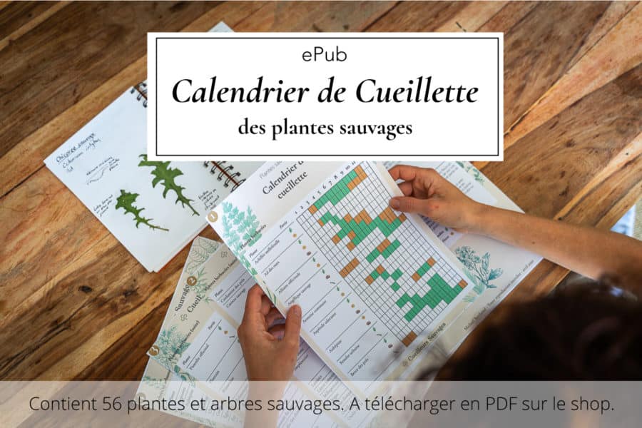 Ail Des Ours Comment Le Reconnaitre Et Le Cuisiner Cueilleurs Sauvages