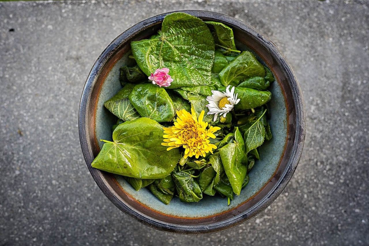Featured image for “Feuilles de tilleul: la meilleure salade de printemps”