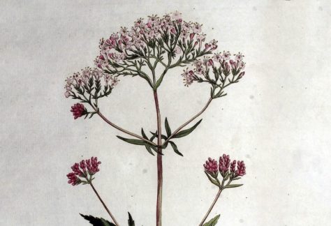 Cours sur les plantes médicinales: la valériane officinale