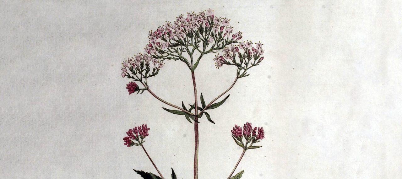 Cours sur les plantes médicinales: la valériane officinale