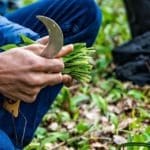 Image à la une  pour “5 erreurs commises par les apprentis cueilleurs”