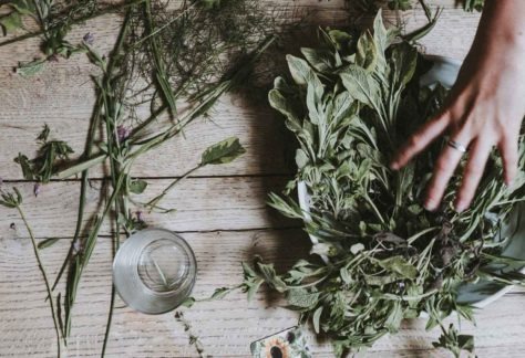 Atelier sur les plantes médicinales