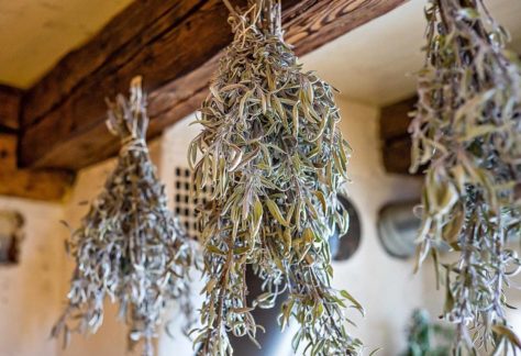 Séchage de plantes médicinales. Cueilleurs Sauvages