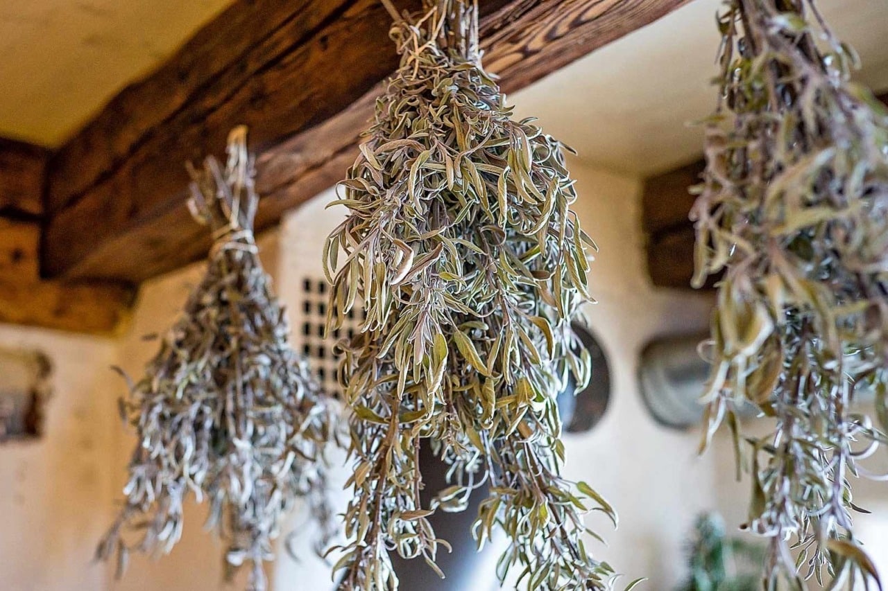 Séchage de plantes médicinales. Cueilleurs Sauvages