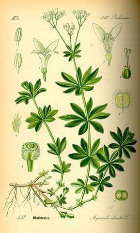 Planche botanique de l'aspérule odorante.