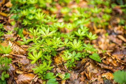 Aspérule odorante, Gallium odoratum, dans un sous-bois de Hêtre