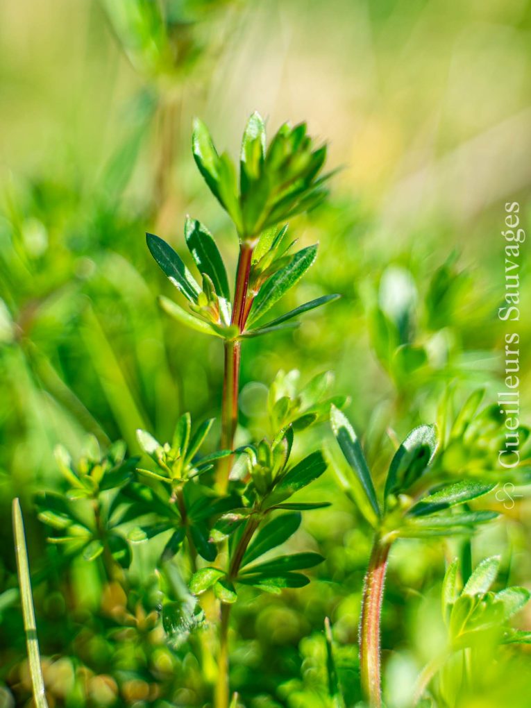Galium mollugo aggr - Gaillet mou (gaillet blanc). © Michaël Berthoud, Cueilleurs Sauvages.