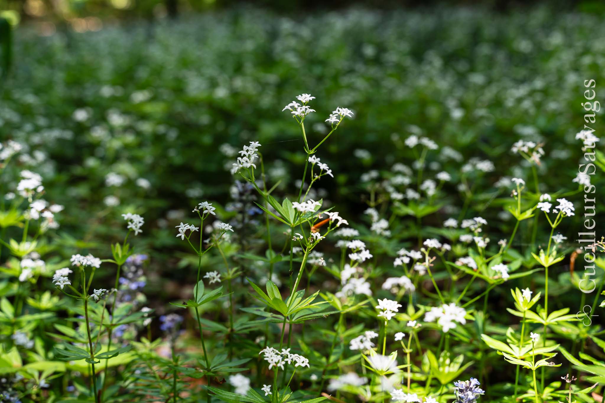 Featured image for “Aspérule odorante (Galium odoratum) : reconnaissance, cueillette et cuisine<br><br>”
