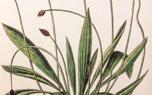 Herbier de Fuchs