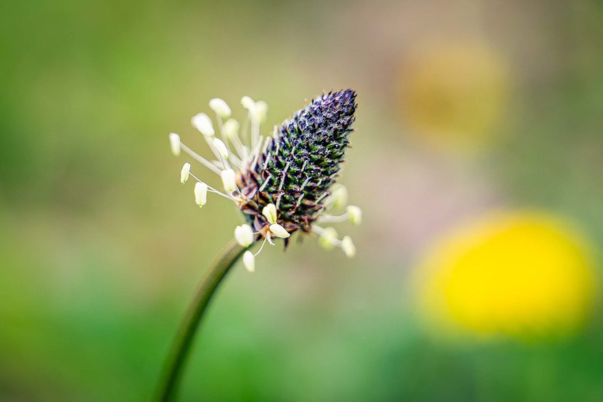 Plantain lancéolé - Fleur - Plantago lanceolata