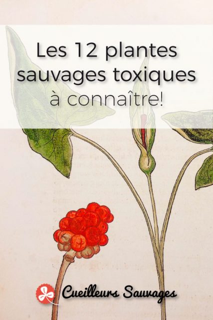 Apprenez à reconnaître 12 plantes toxiques majeures