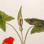 Image à la une  pour “Les 12 plantes sauvages toxiques à connaître!”