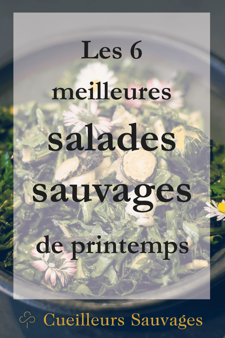 Le printemps regorge de délices et de trésors. Voici mes 6 plantes sauvages préférées à utiliser en salade, sans modération!