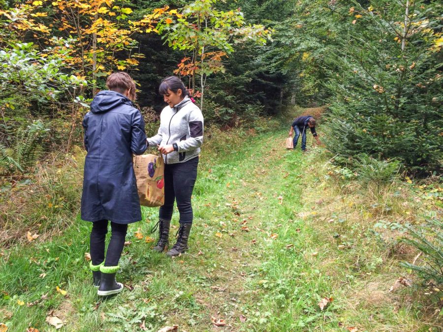 Recherche de valériane officinale. Cueilleurs Sauvages.