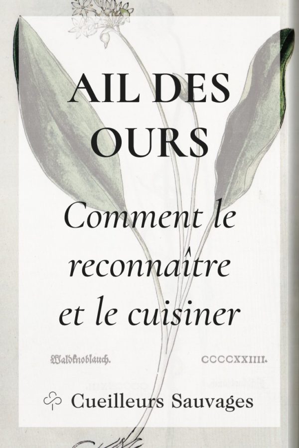 L'aspérule odorante est une plante délicate qui fleurit au mois de mai et dont on prépare le fameux Vin de Mai. Voici comment la reconnaître et l'utiliser. Cueilleurs Sauvages.