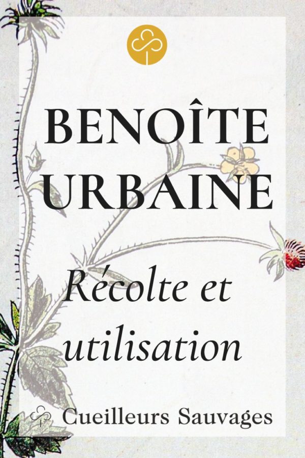 La benoîte urbaine, Geum urbanum, est une plante forestière comestible dont les racines dégagent une odeur de girofle qui aromatise boisons et petits plats. Cueilleurs Sauvages.
