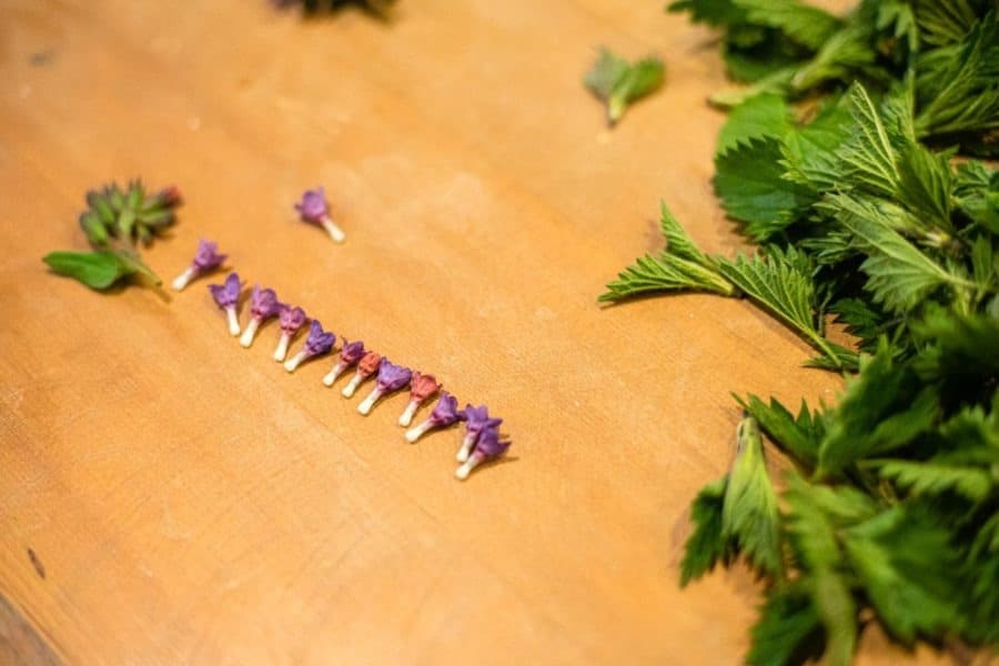 Fleurs sauvages comestibles pour décorer un apéro. Cueilleurs Sauvages.