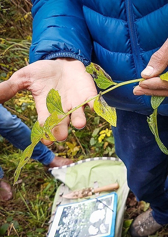 Cours de Cueillette sauvage et de botanique. Cueilleurs Sauvages.