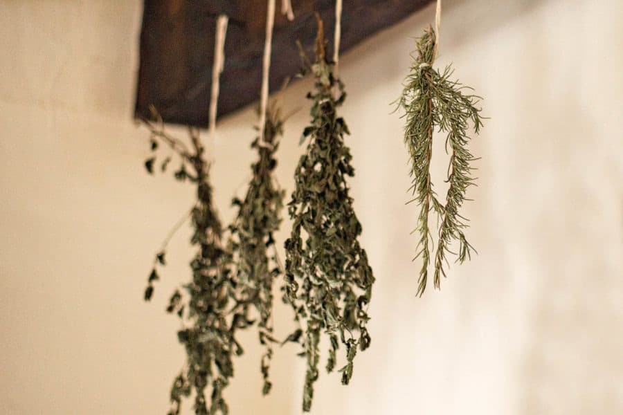 Reconnaître et utiliser les plantes médicinales. Cueilleurs Sauvages.