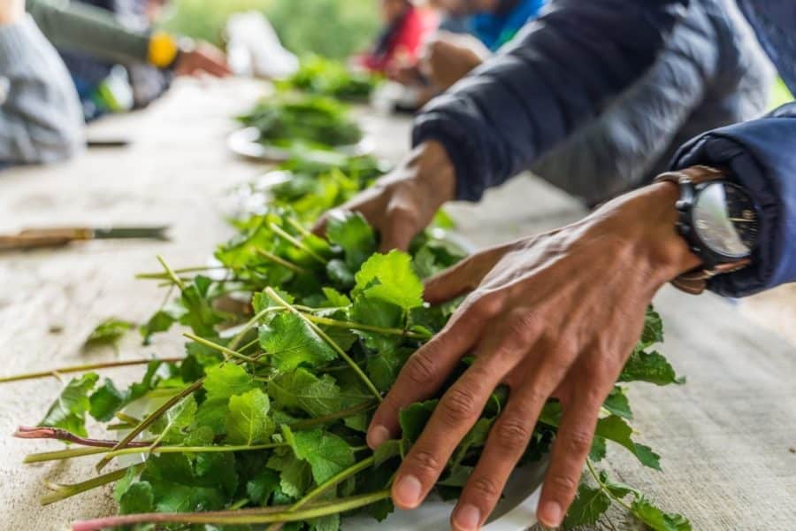 Cuisine des plantes sauvages comestibles