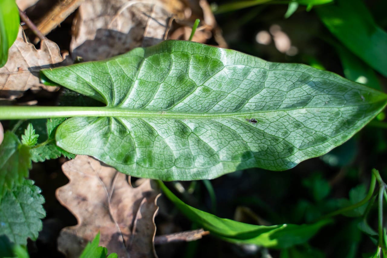Featured image for “Arum tacheté ou gouet (Arum maculatum):  la plante toxique à connaître”