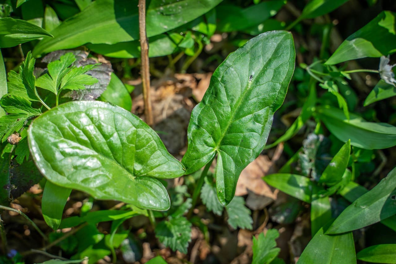 Arum tacheté