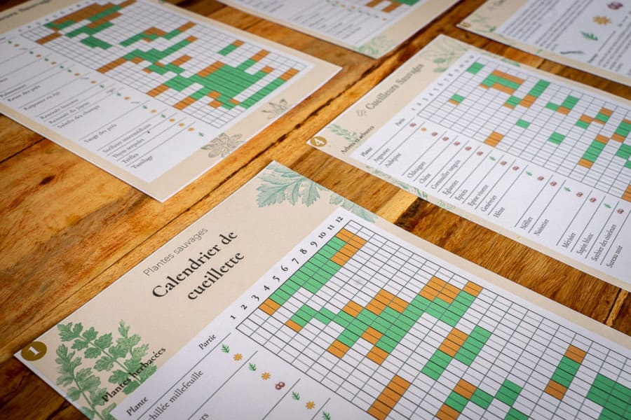 Les Meilleurs Livres Pour Reconnaitre Les Plantes Sauvages Comestibles