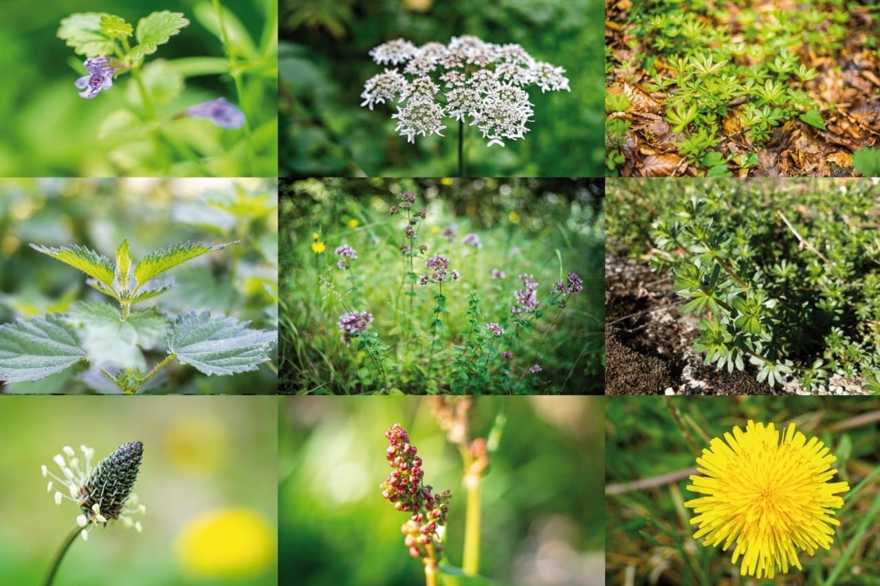 Featured image for “10 plantes sauvages comestibles à découvrir!”