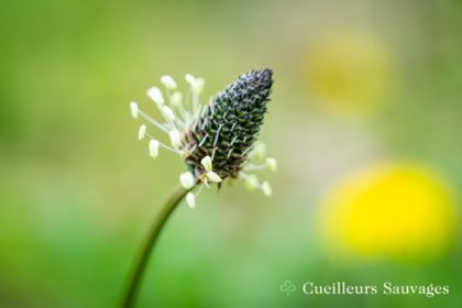 Inflorescence de plantain lancéolé