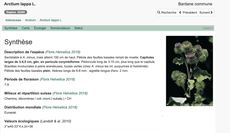 Arctium lappa sur infoflora