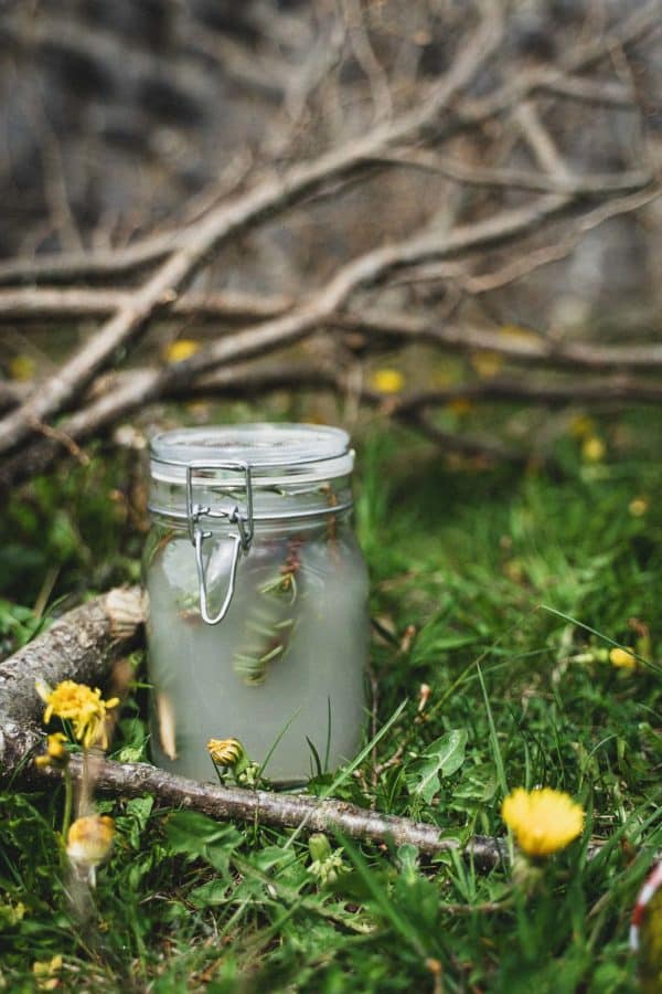 Limonade sauvage au sapin blanc.