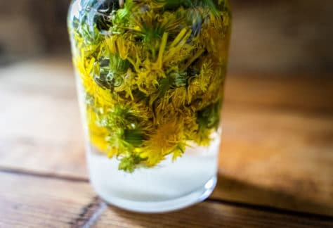 Conservation des plantes sauvages comestibles
