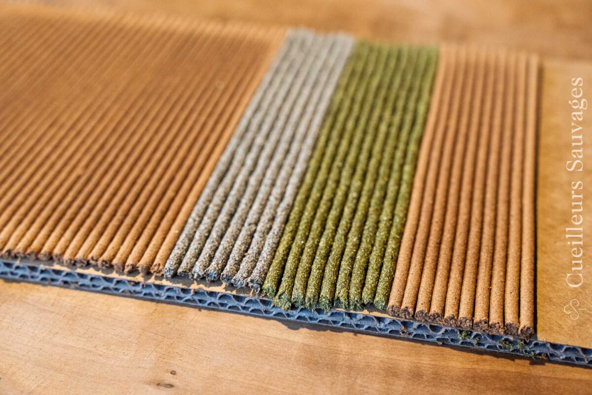 Atelier de fabrication d'encens naturels: séchage des bâtons. Cueilleurs sauvages