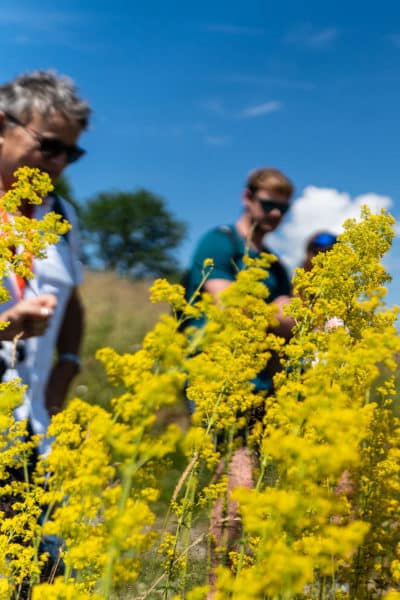 Cours sur les plantes sauvages comestibles et médicinales de montagne