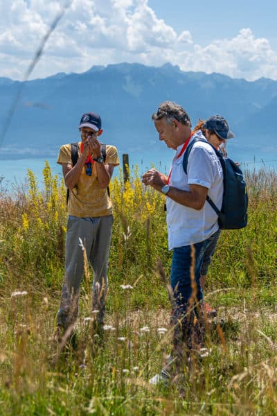 Cours sur les plantes sauvages comestibles et médicinales de montagne