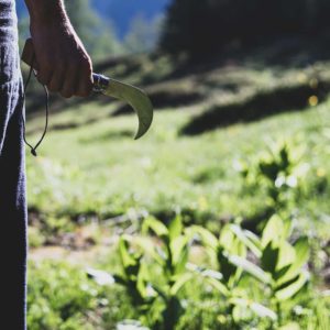 Cours sur les plantes sauvages comestibles et médicinales aux Pléiades. Cueilleurs Sauvages