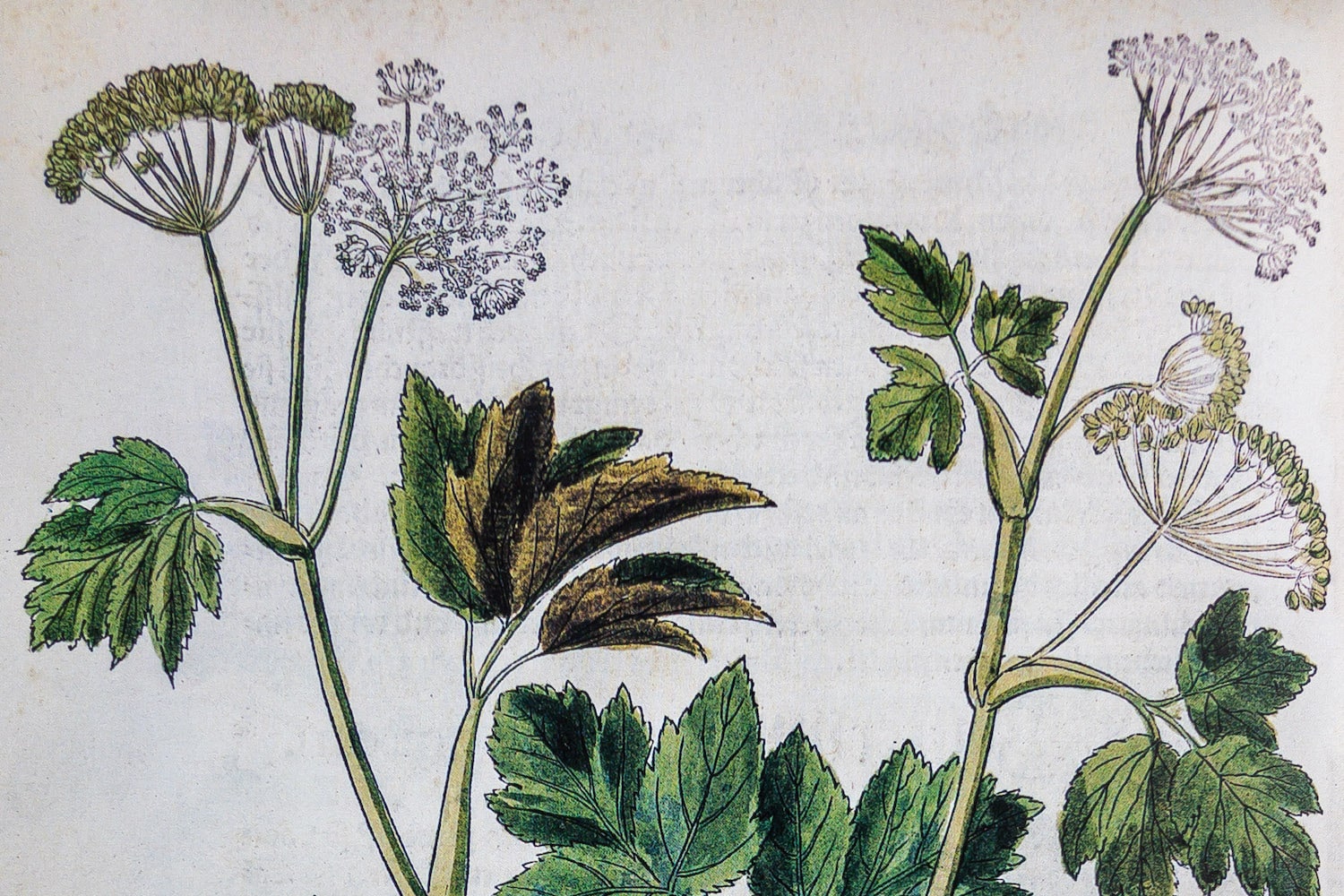 Featured image for “Impératoire (Peucedanum ostruthium): histoire, cueillette et cuisine”