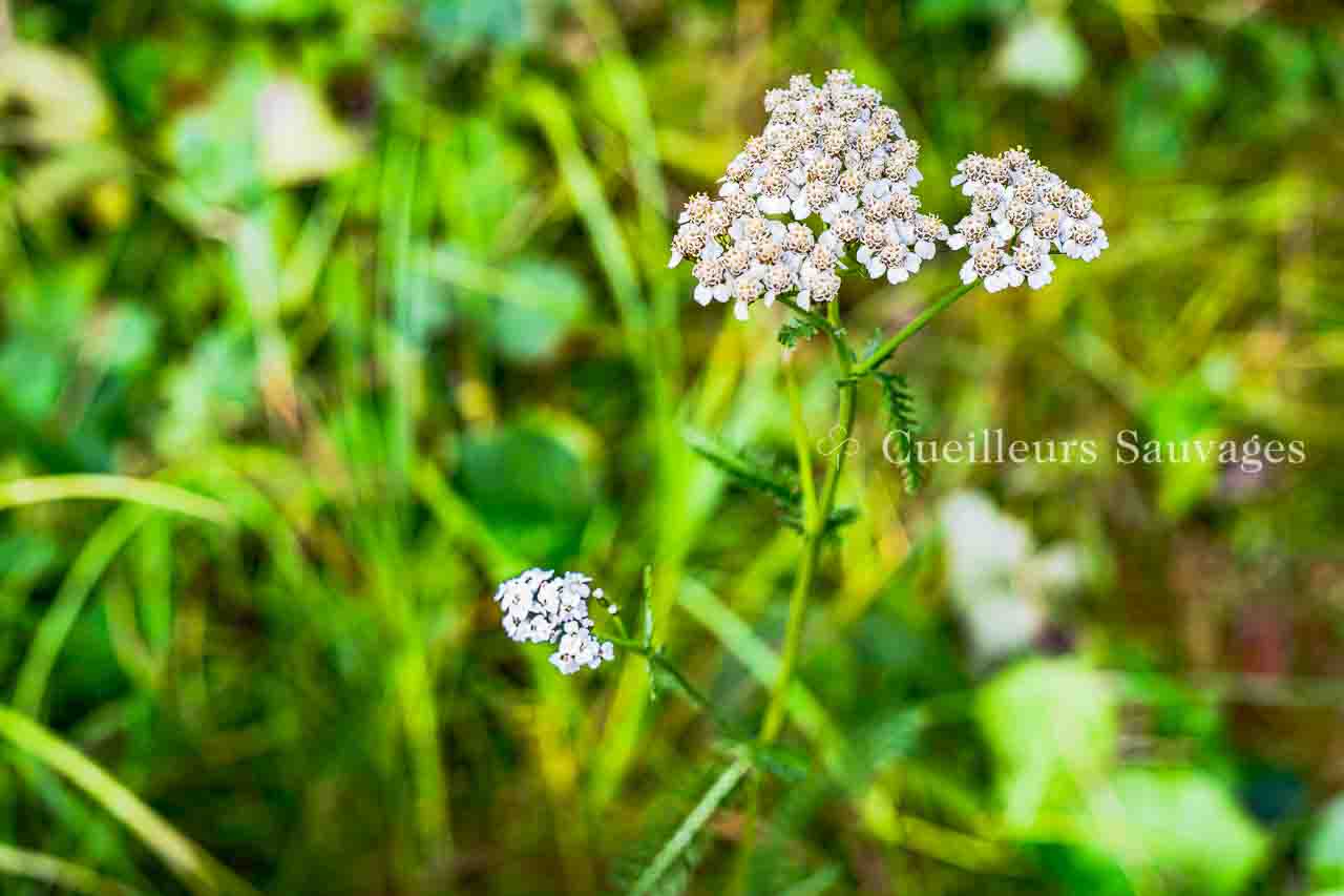 Achillea millefolium - Achillée millefeuille-fleurs - Cueilleurs Sauvages