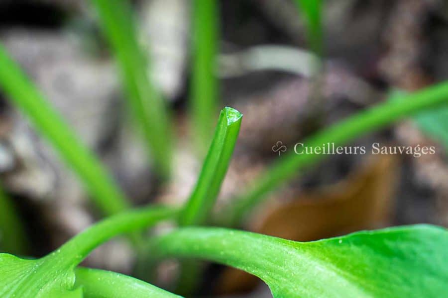 Allium ursinum - Ail des ours - Tige
