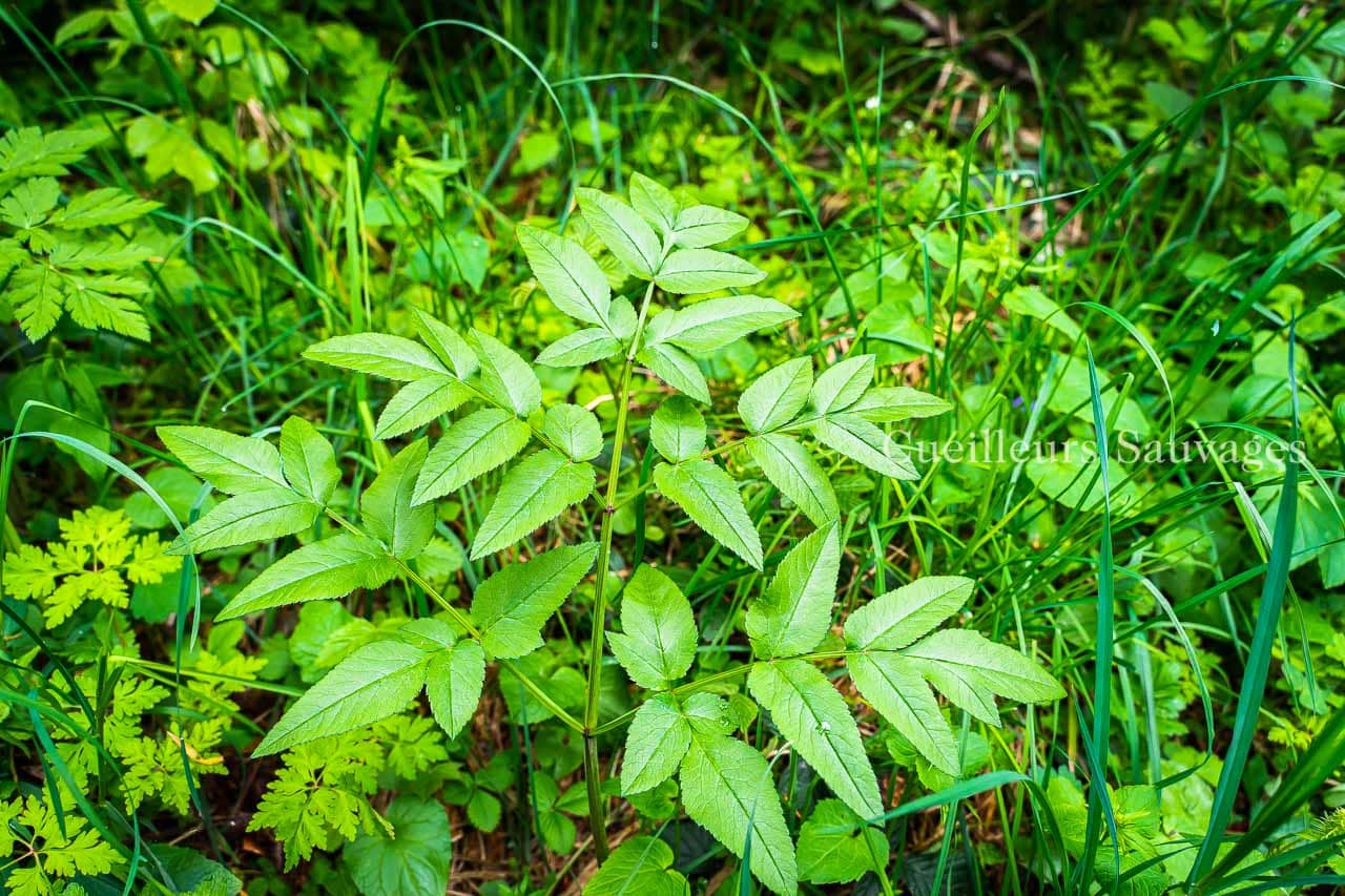 Anglica sylvestris - Angelique sauvage - feuille - Cueilleurs Sauvages