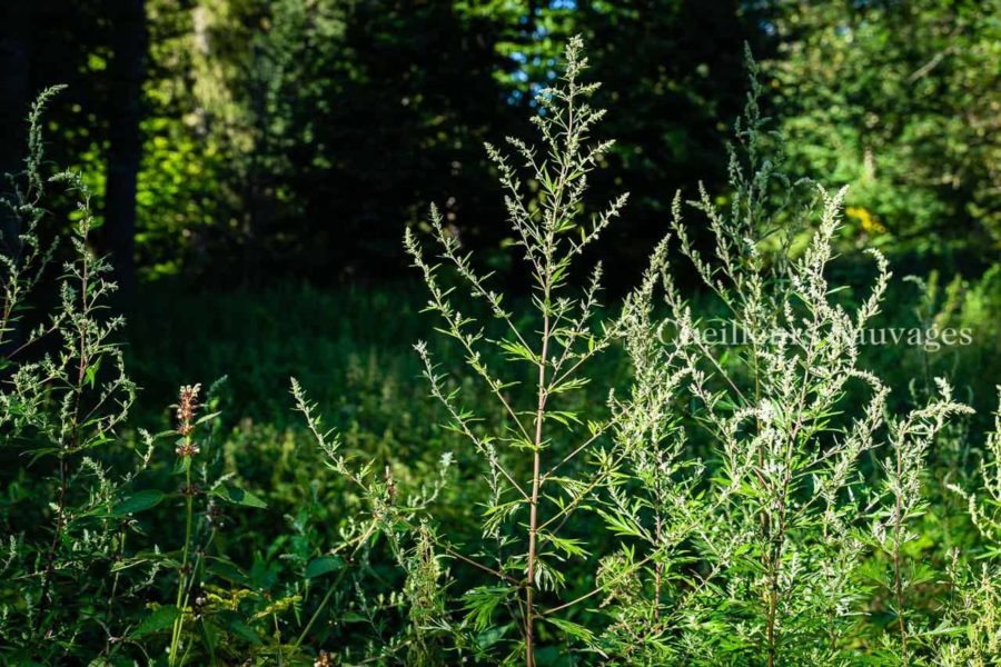 Artemisia vulgaris - Armoise commune - plante - Cueilleurs Sauvages