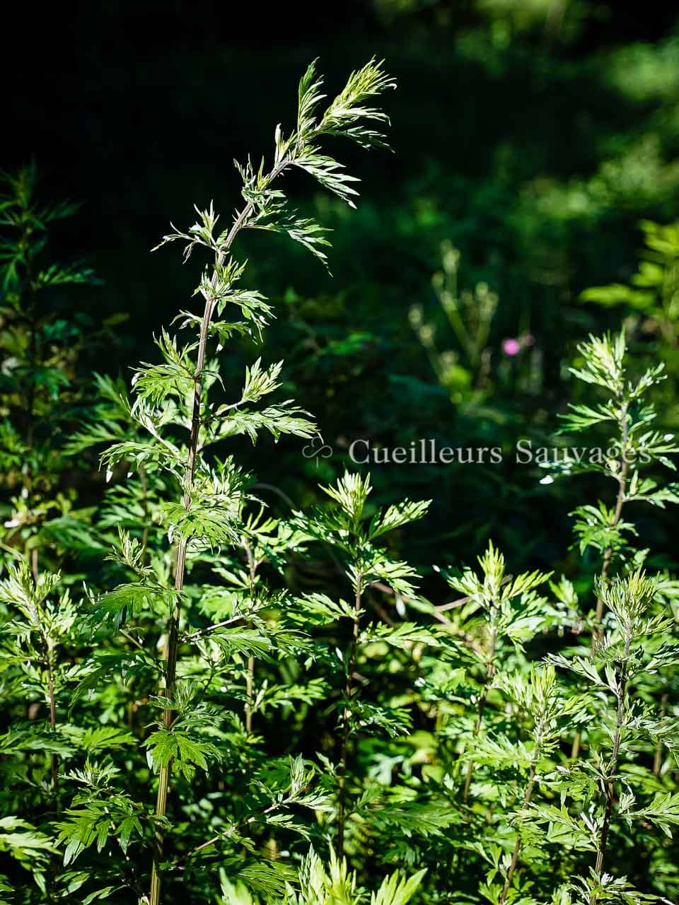 Artemisia vulgaris - Armoise commune - plante - Cueilleurs Sauvages