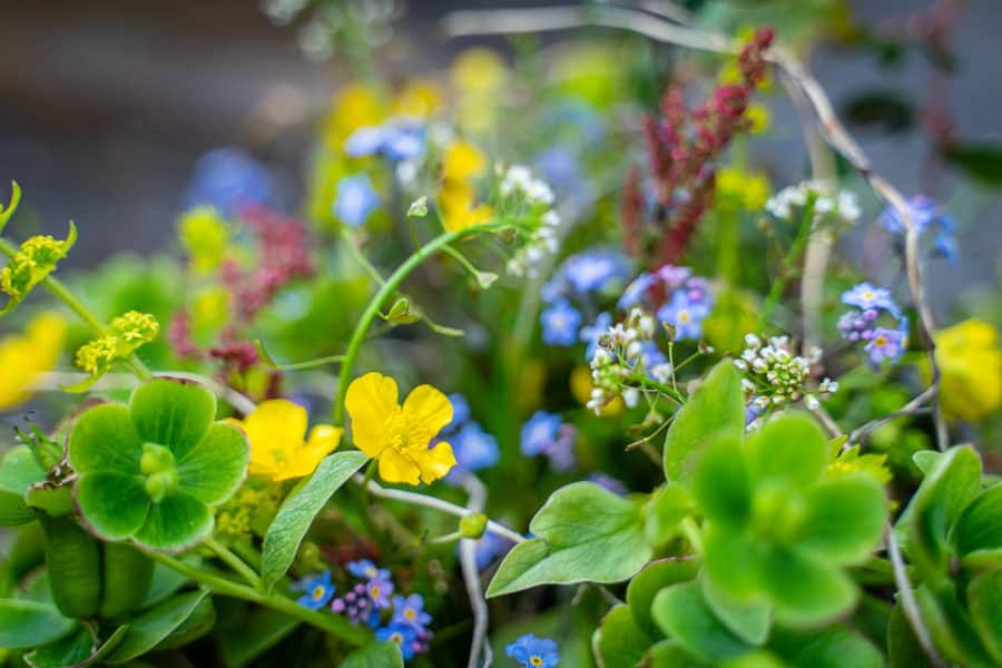 Atelier Floral avec les plantes sauvages avec Marie Mellioret.