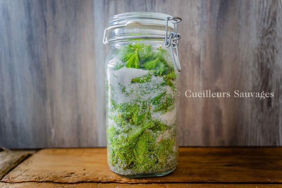 Sirop d'épicéa. Cueilleurs Sauvages. “54 Plantes sauvages comestibles de Suisse romande et de France voisine”