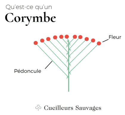 Corymbe. Cueilleurs Sauvages.