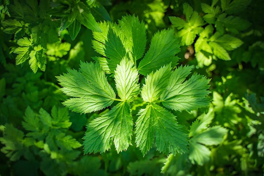 Feuilles d'impératoire. Cueilleurs Sauvages.